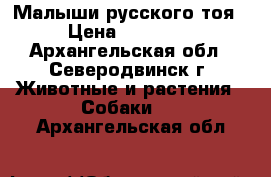 Малыши русского тоя › Цена ­ 15 000 - Архангельская обл., Северодвинск г. Животные и растения » Собаки   . Архангельская обл.